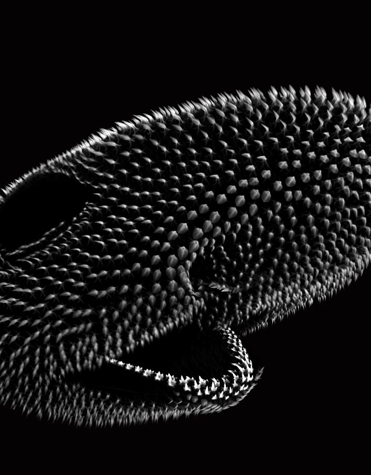 Catshark hatchling head CT side credit - rendered by Rory Cooper, scanned by Kyle Martin and Amin Garbout at The Imaging and Analysis Centre, Na