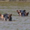 Hippos’ Constant Defecating Turns African Pools into Communal Guts