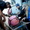Plastic 'rafts' help creatures cross Pacific