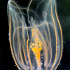 UF Biology Faculty study translucent sea creatures to understand early brains