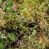 UF Biology faculty receive NSF grant to study moss-microbial symbiosis