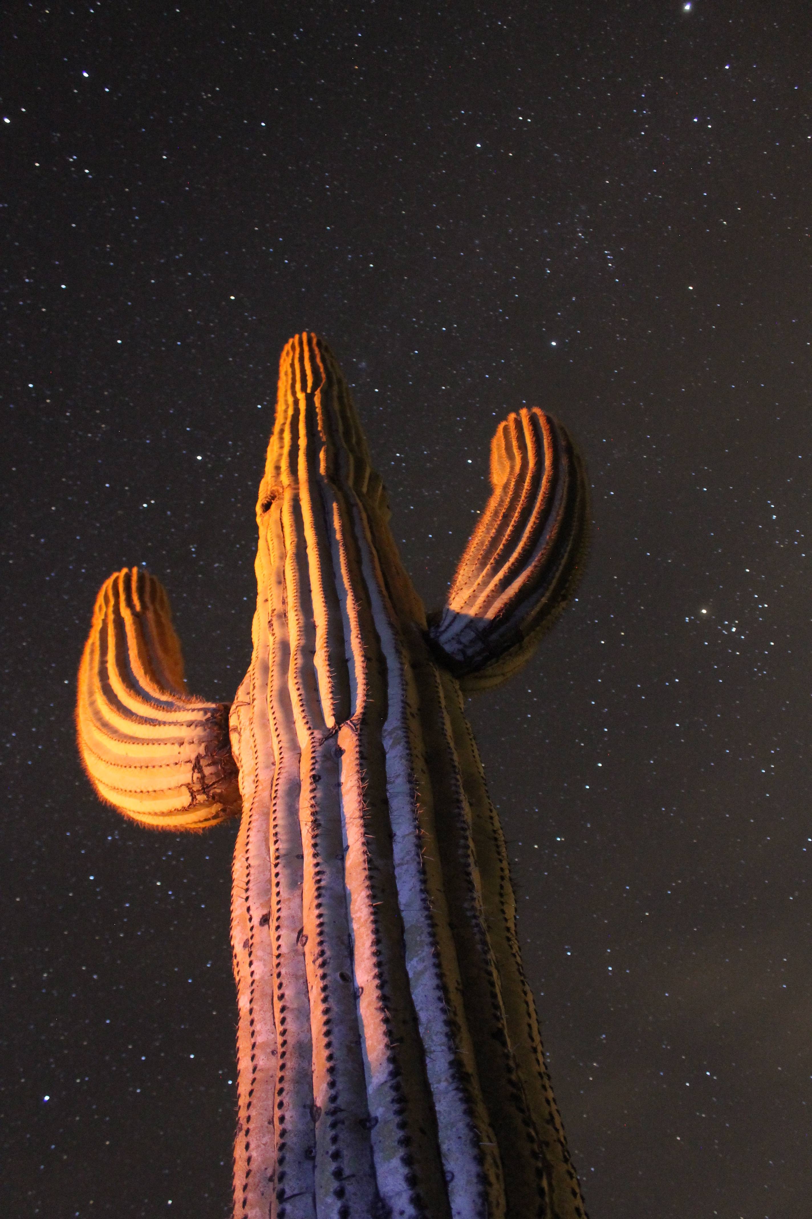 Norm 4 Cacti and stars