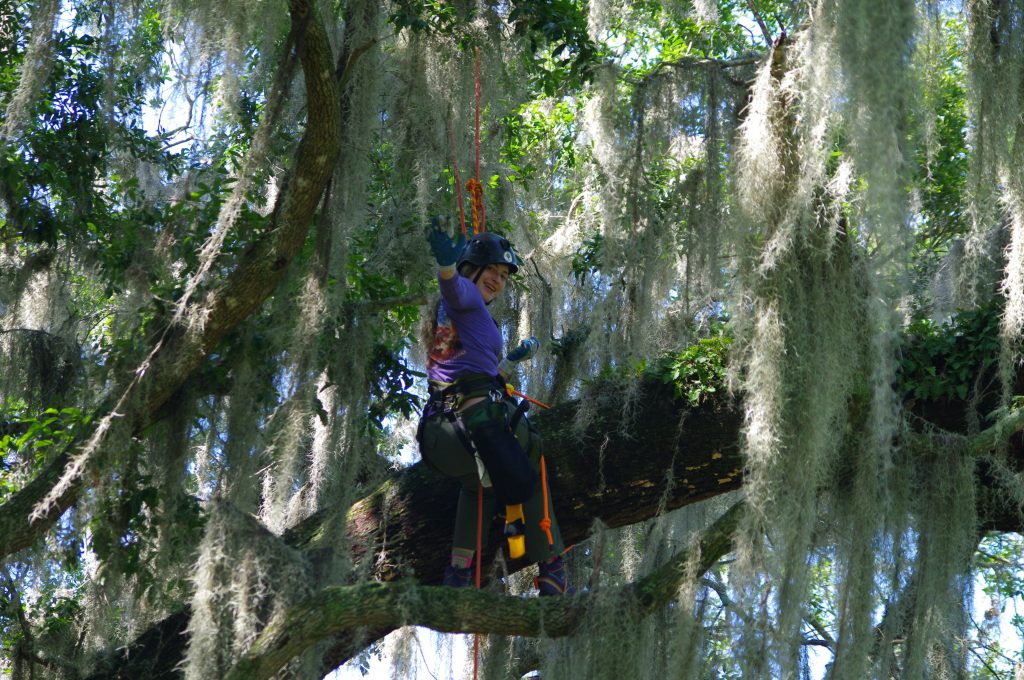 Treetop Biodiversity - Biology