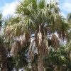 Save Cabbage Palms: Stop Lethal Bronzing Disease (LBD)