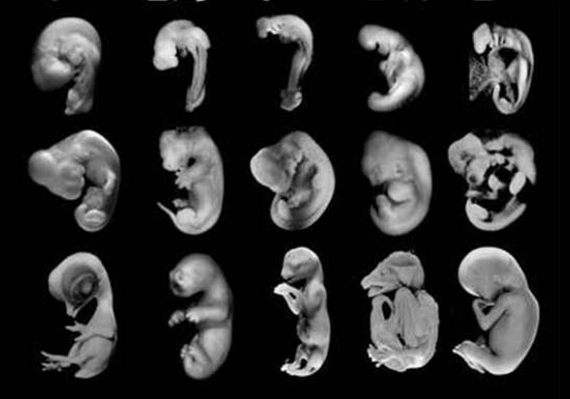 Various images of embryonic animals.