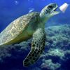 NEW RESEARCH FROM ACCSTR EXPLAINS SEA TURTLE FONDNESS FOR PLASTICS