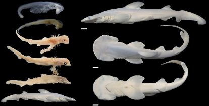 How the Hammerhead Shark got its hammer! - Biology