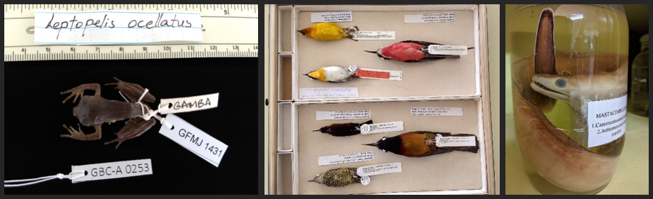 Digital images of these specimens and associated data from Gabon are now accessible to researchers around the world