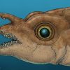 Fraser Lab's ghost shark study published in PNAS