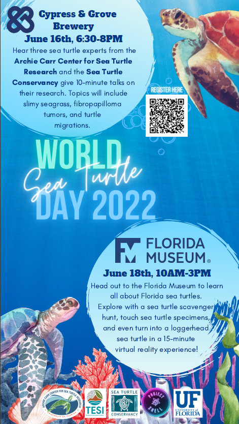 : Celebrate World Sea Turtle Day with UF’s Archie Carr Center for Sea Turtle Research