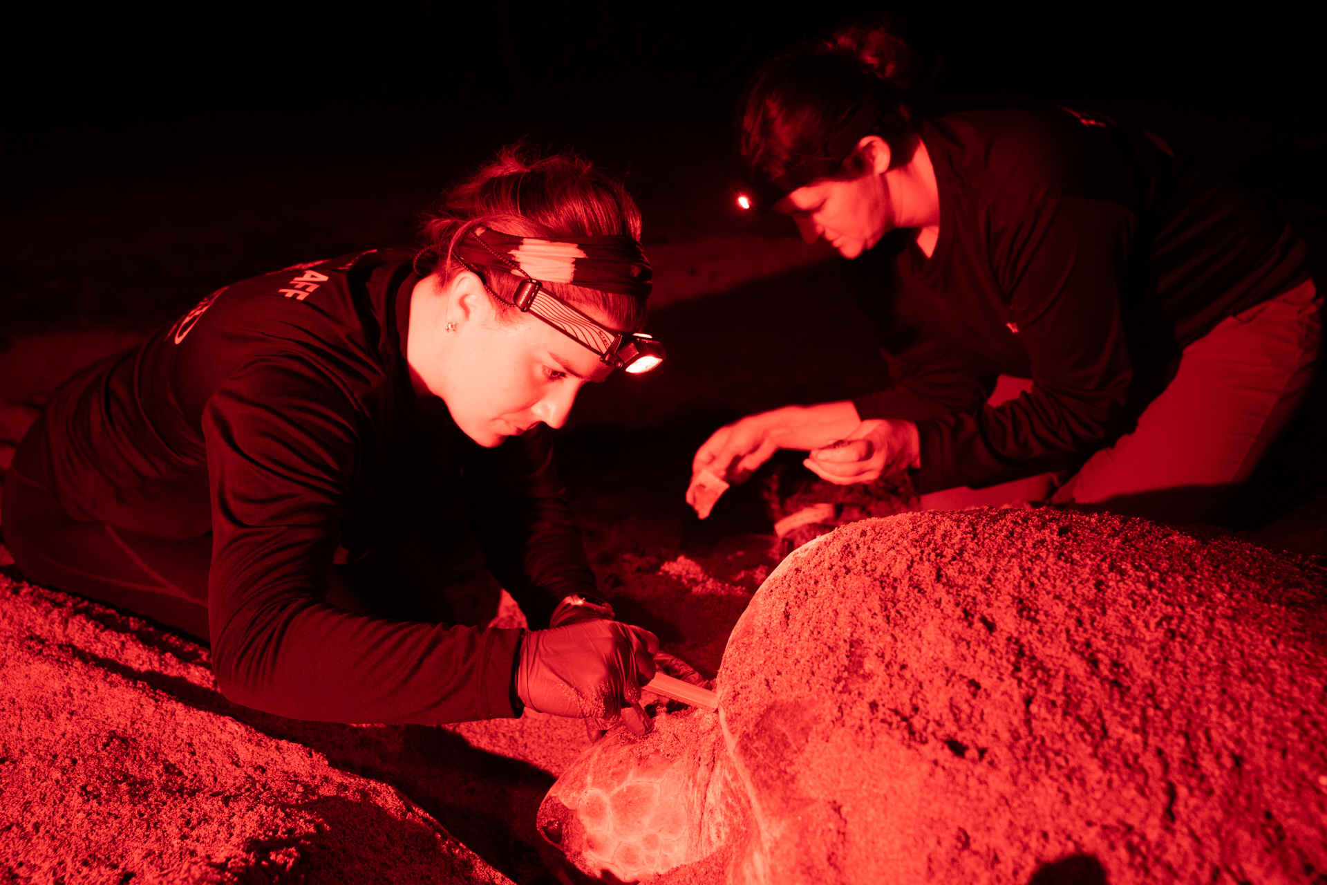 Graduate students from the ACCSTR and the Vander Zanden Lab studying sea turtle movements and feeding habits during the nesting season, in Florida.